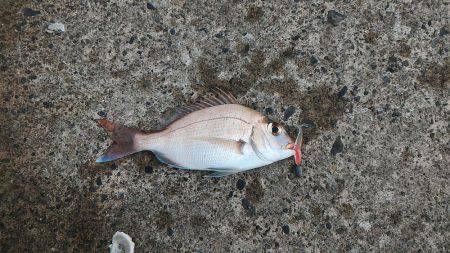 御前崎港でデイメバリング